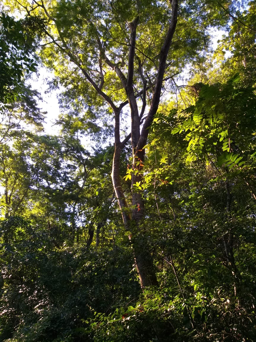 Áreas Verdes Cariocas - Camboatá.